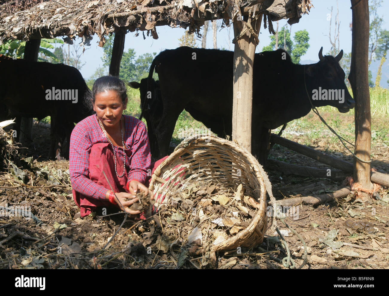 Il Nepal, il contadino raccoglie vacca di sterco come un fertilizzante per il suo campo Foto Stock