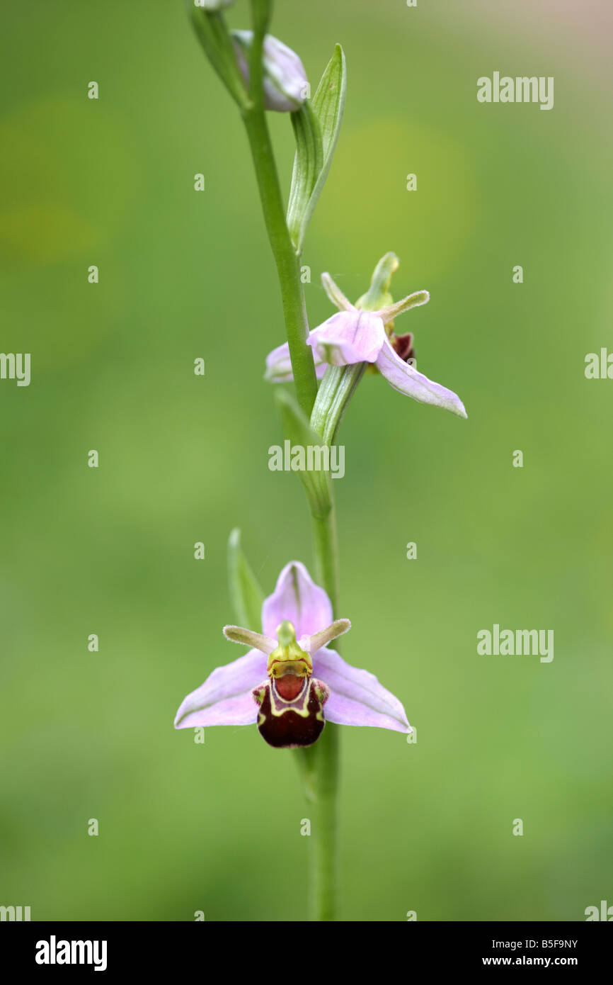 Wild Bee Orchid (Ophrys apifera) su un prato di NORFOLK REGNO UNITO Foto Stock