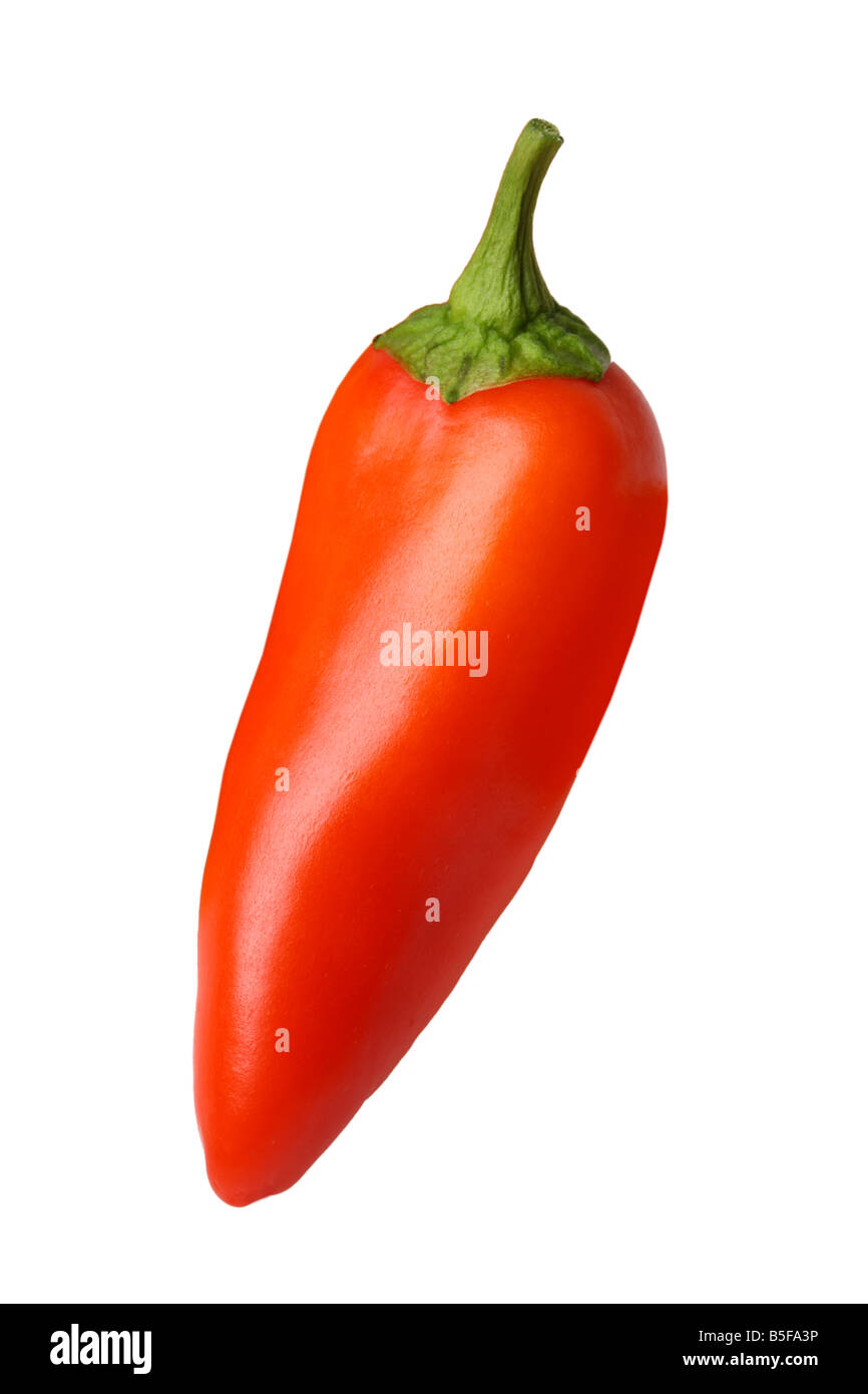 Unico red pepper intaglio su sfondo bianco Foto Stock