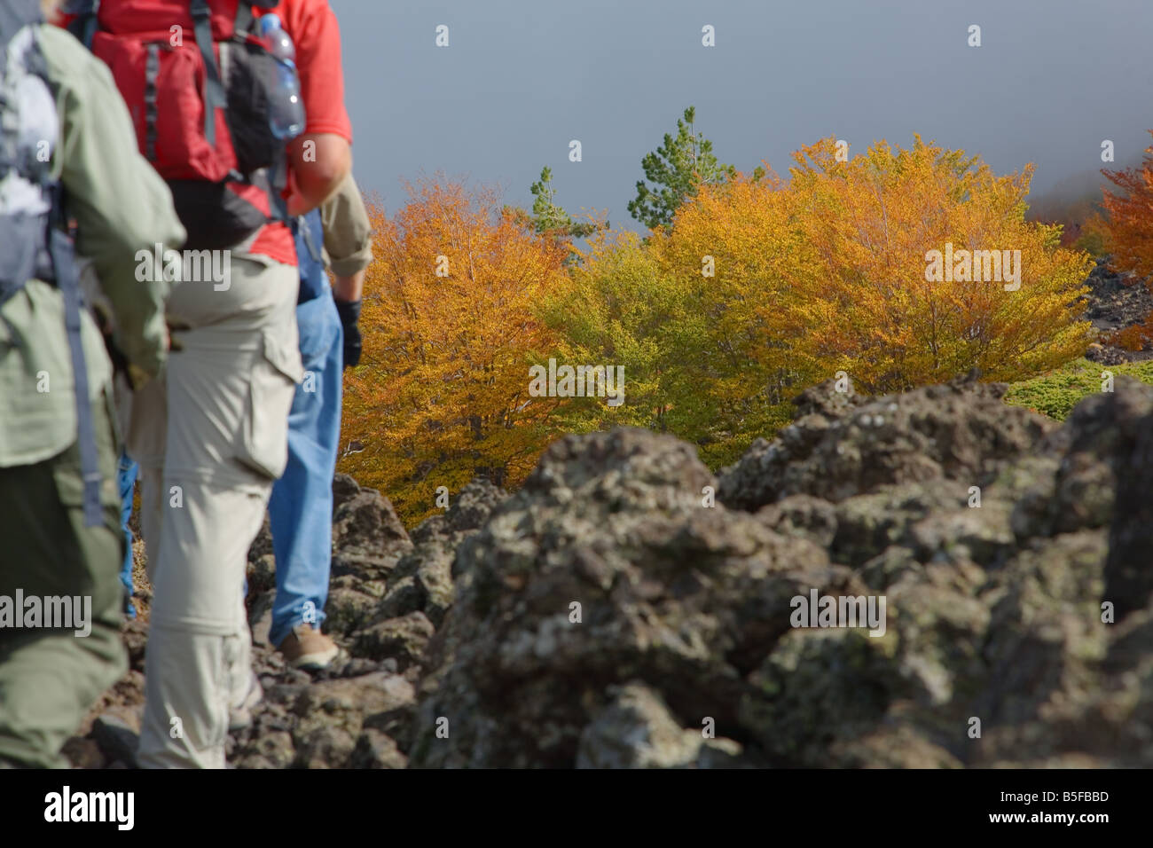 Gli escursionisti su un sentiero sul vulcano Etna avvicinando un patch di autunno alberi colorati Foto Stock