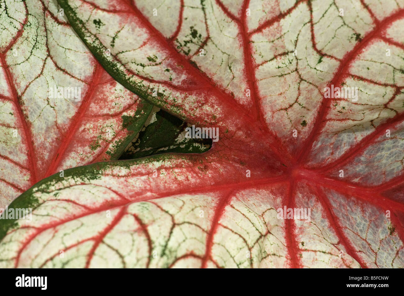 Foglia di Caladium mostra sorprendente modello di venatura Foto Stock