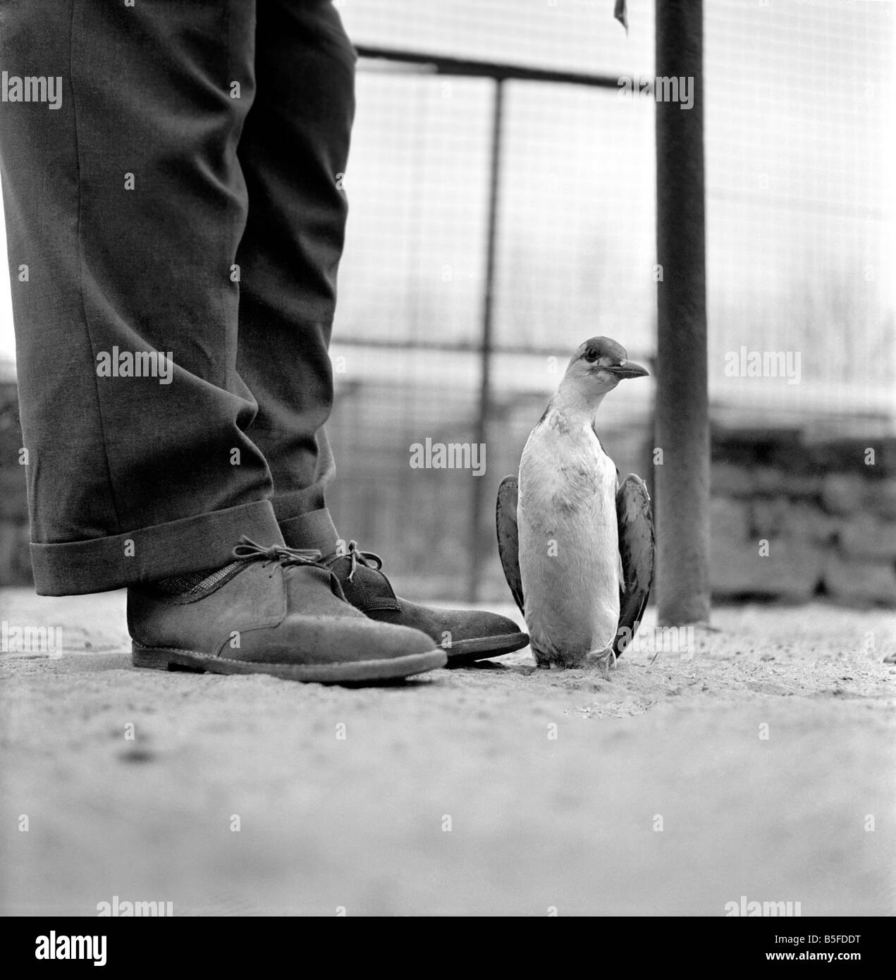 Sto a Guillemot solo dodici centimetri di altezza, ancora abbastanza grande per un boss Bird a Chester Zoo cause io sono solo uno dei miei specie hanno Foto Stock