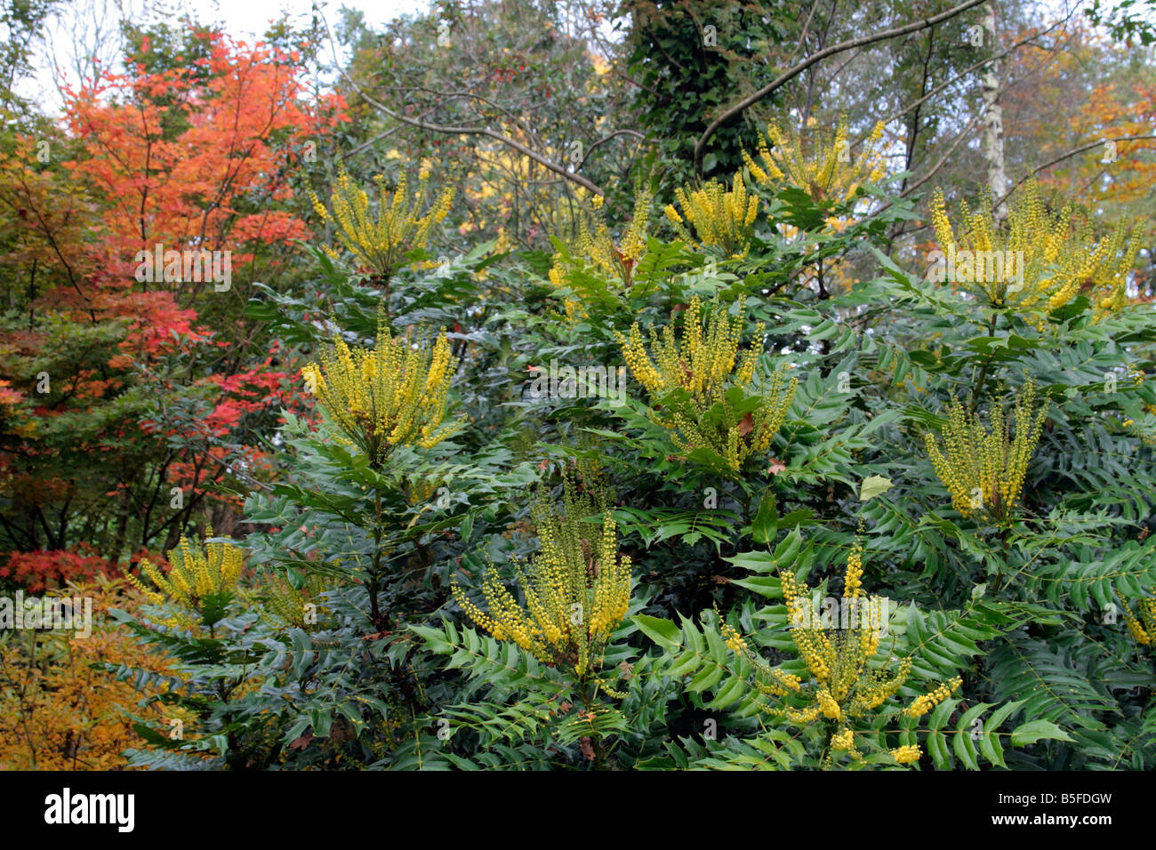 Colore di autunno di ACER OLIVERIANUM CON I FIORI INVERNALI DI MAHONIA X MEDIA LIONEL FORTESCUE AGM Foto Stock