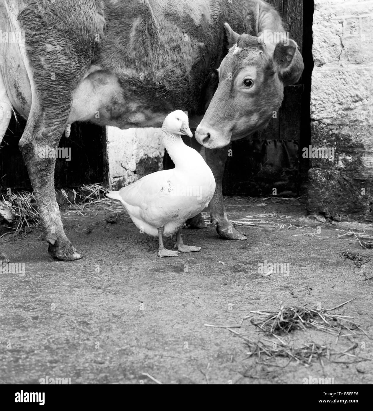Questo gander è caduto nell'amore con una vacca, a flussi di piacevole, adesivo, Cornwall, dopo che aveva perso la sua oca. Marzo 1969 Foto Stock