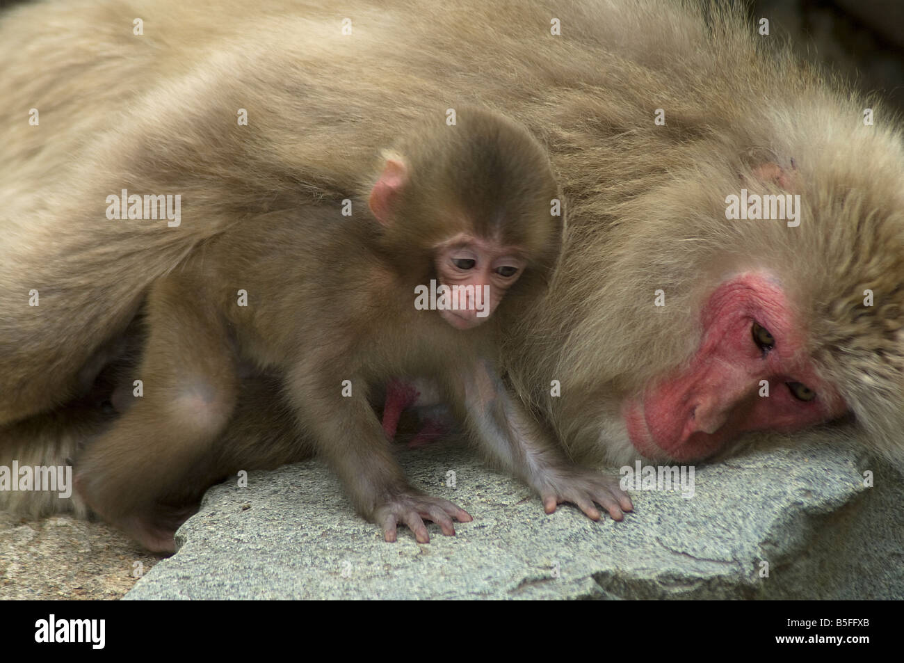 Neonato giapponesi macaque Macaca fuscata gioca accanto a madre Jigokudani Monkey Park Shiga altezze Isola di Honshu Giappone Foto Stock