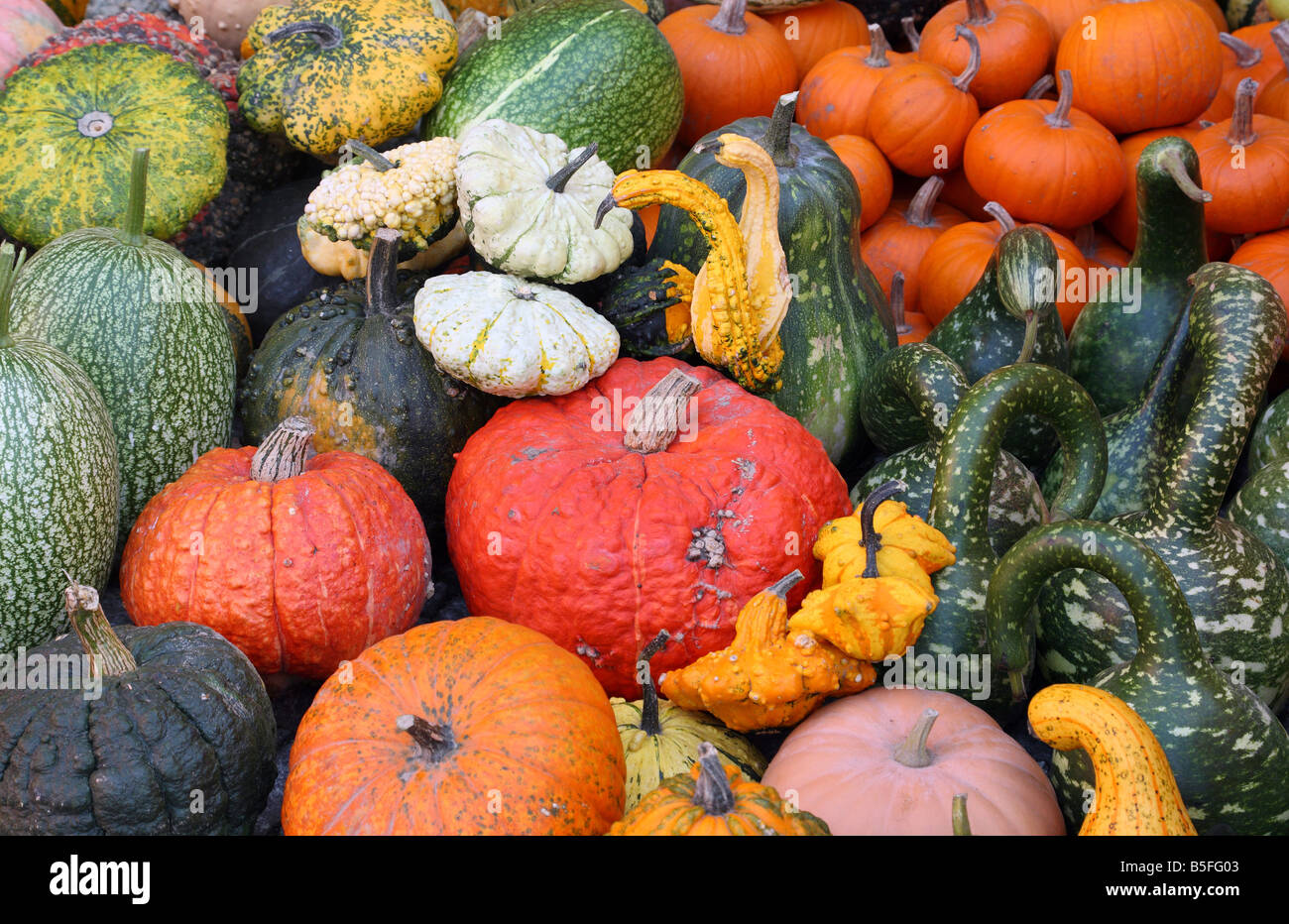 Multicolore e multicolori multishaped zucche Foto Stock