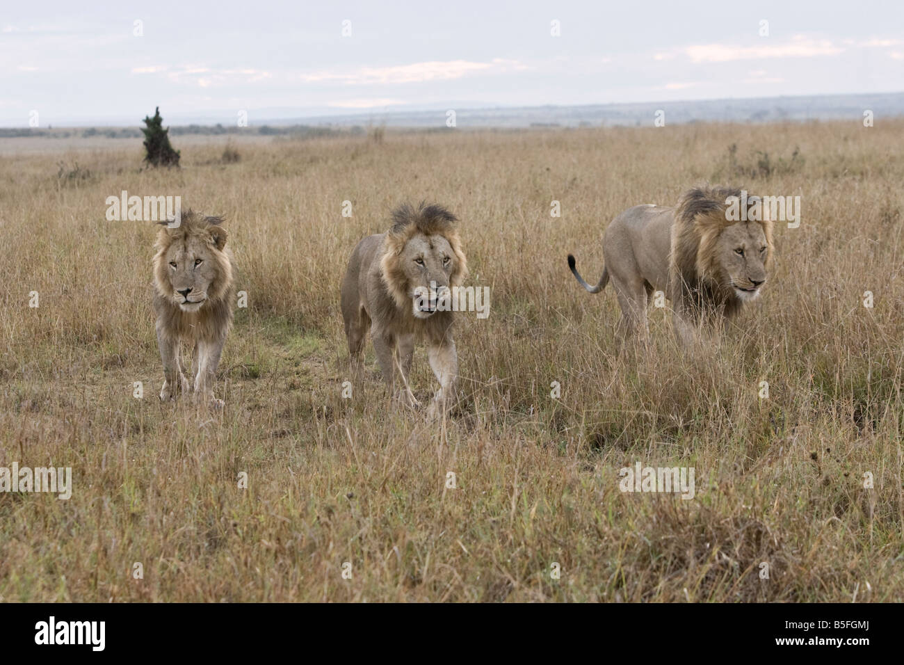 Tre grandi leoni maschio su masai Mara del Kenya. Foto Stock