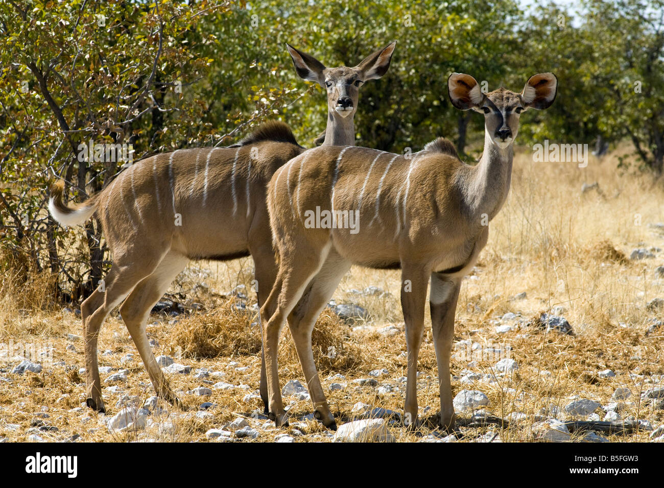 Kudu maggiore (Tragelaphus strepsiceros) femmine nel Parco Nazionale Etosha Namibia Foto Stock