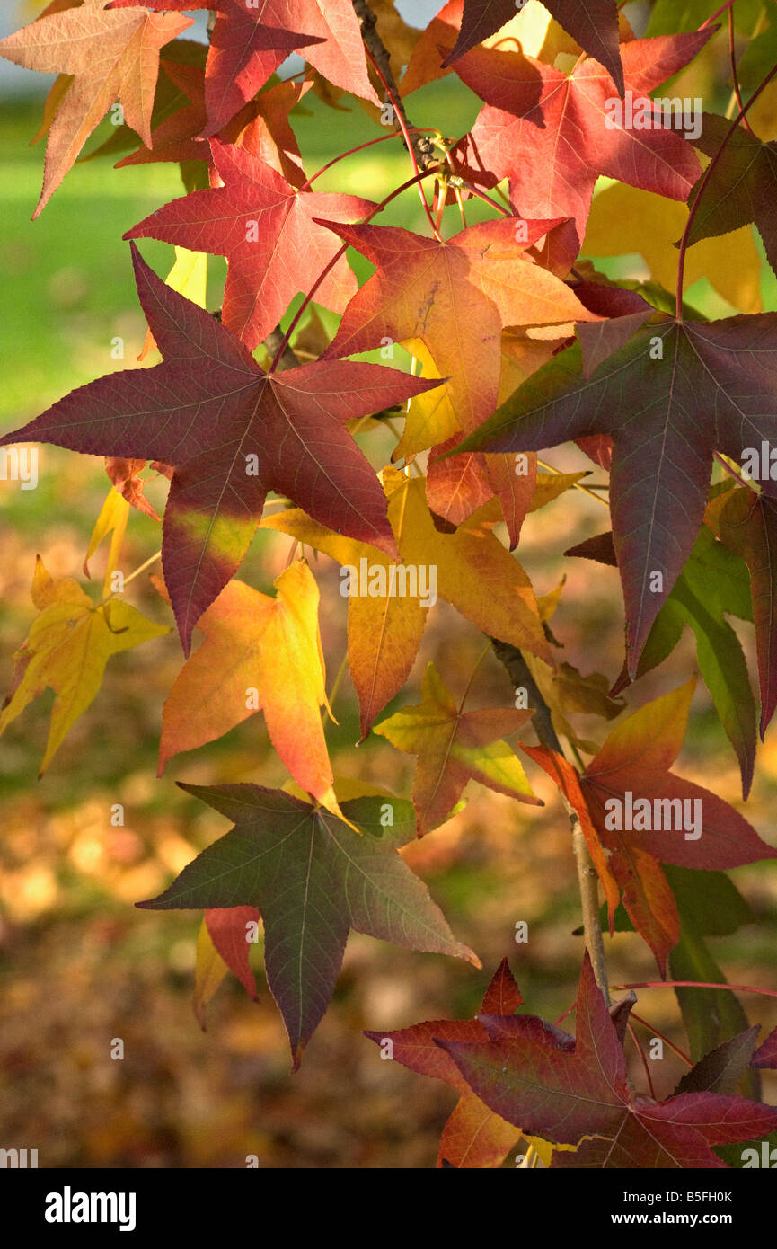 Dolce gum Liquidambar svolta di foglie di colore da giallo a rosso Foto Stock