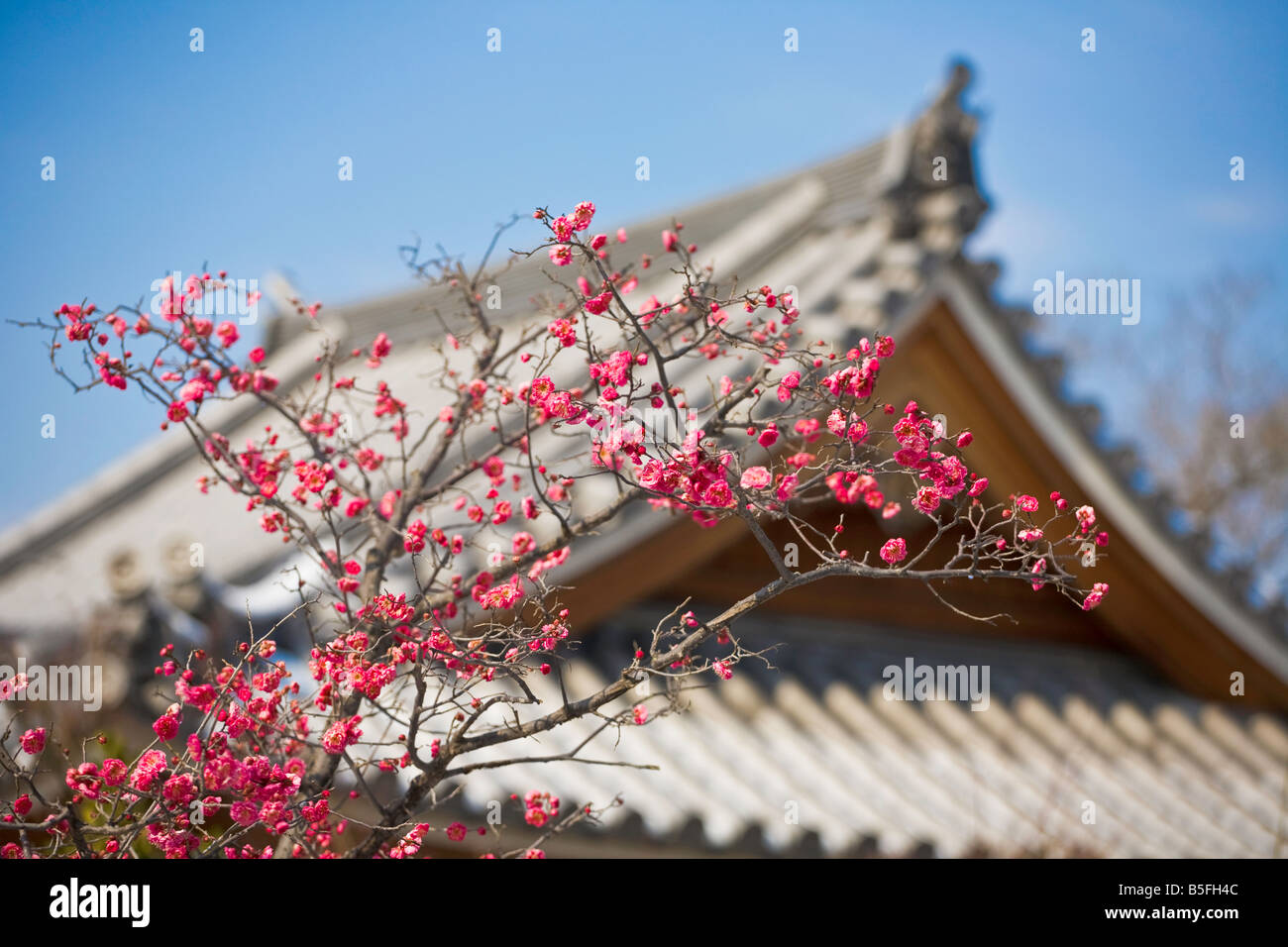 La città di Kyoto Arashiyama District Giappone Chishaku nel tempio buddista di linea del tetto con la fioritura pollm blossoms Foto Stock