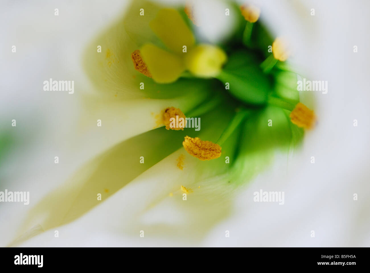 Lilly fiore, bellezza, natur, dettaglio, fiore, Foto Stock