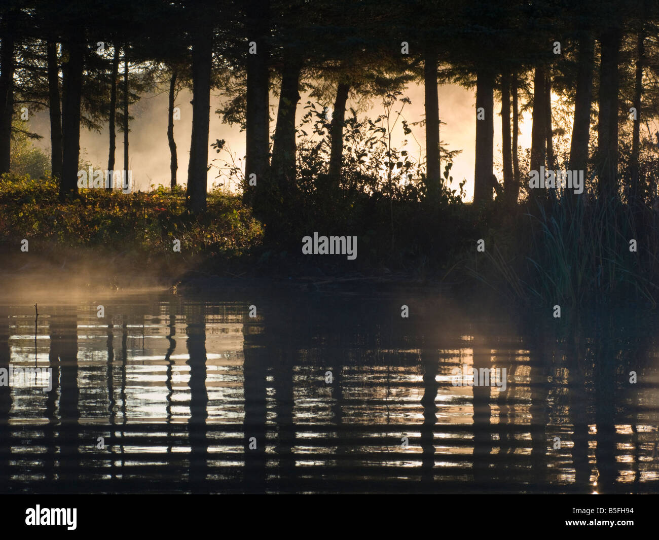 Bordo della foresta lungo un fiume con un po' di mis e la nebbia nella luce del mattino in New Brunswick Canada Foto Stock