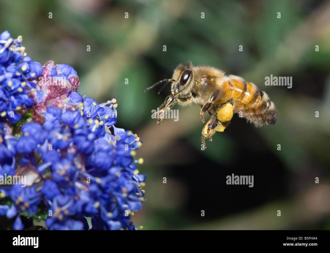 Macro shot di Bee avvicinando la boccola Foto Stock