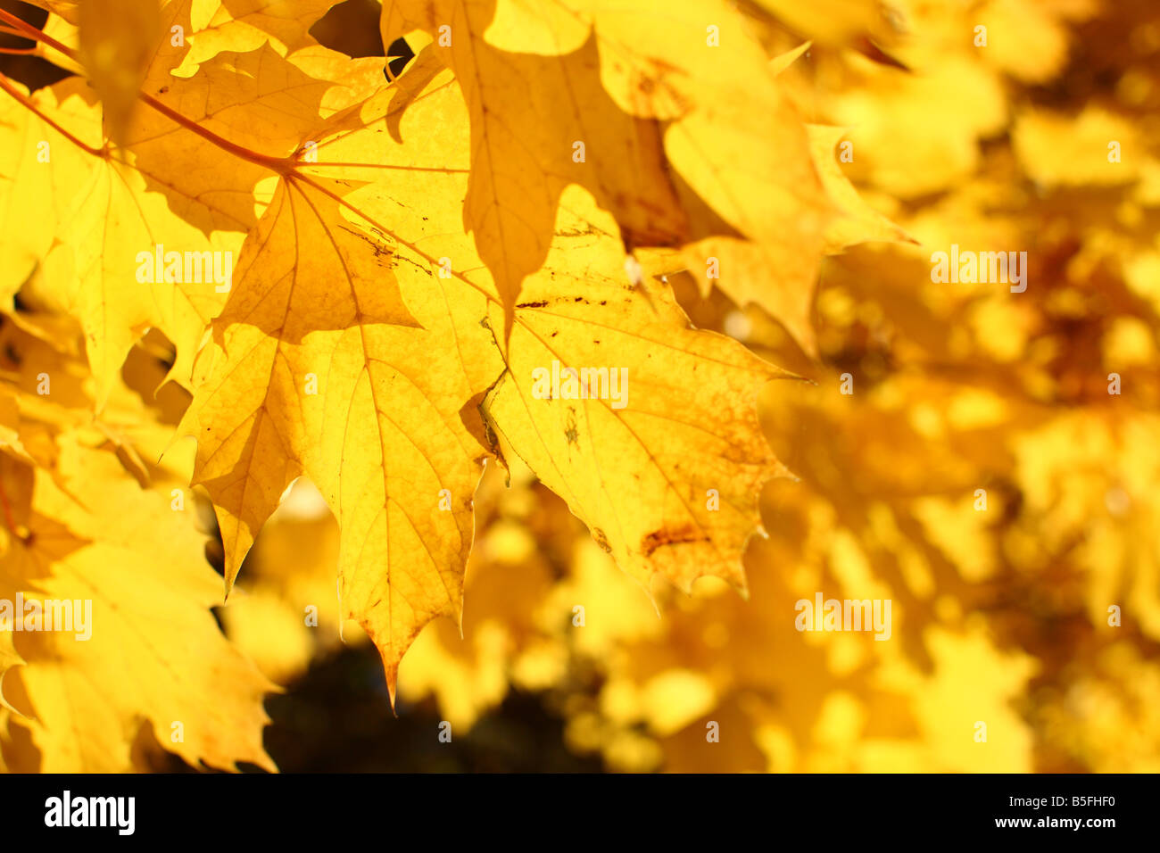 Vista dettagliata del giallo di foglie di acero Foto Stock
