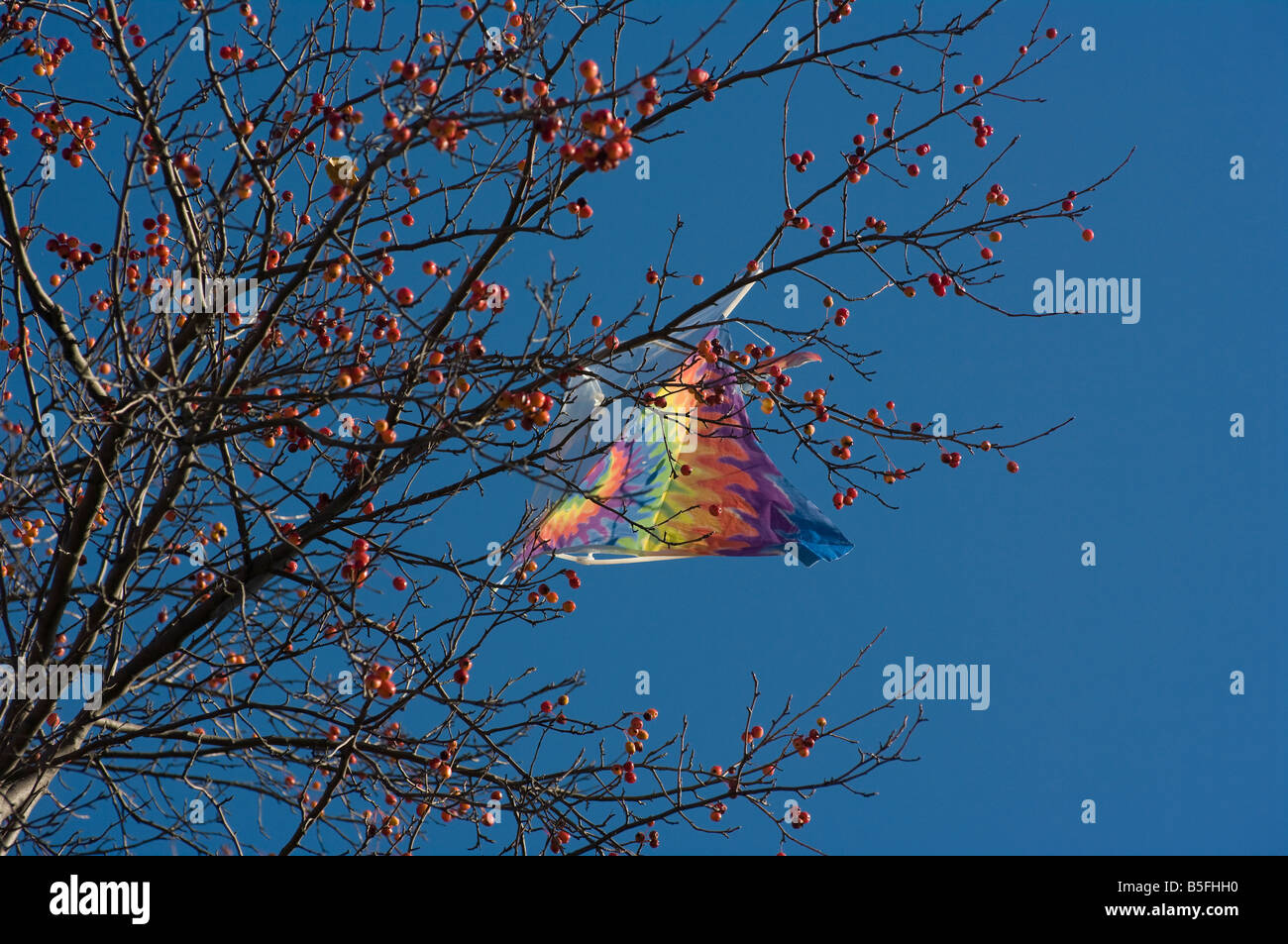 Rainbow kite in plastica catturati in alto in un albero contro il cielo blu. Foto Stock