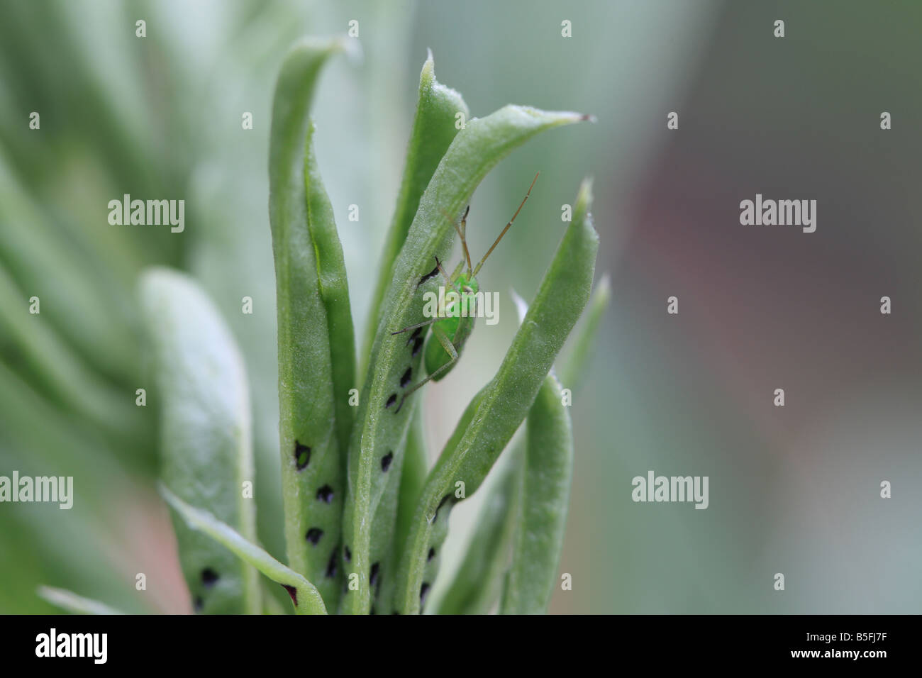 Comune di capside verde Lygocoris pabulinus ninfa su Broad Bean SHOOT Foto Stock