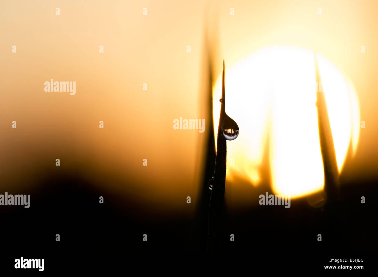 Goccia di rugiada silhouette sulla foglia di riso infront indiana di sunrise Foto Stock