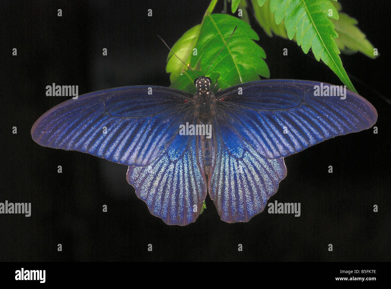 La SPANGLE Papilio protenor una di grandi dimensioni e butterfly. Assam. India Foto Stock