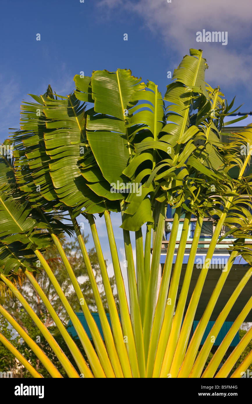 CAYE CAULKER BELIZE Fan palma nel giardino di casa Foto Stock