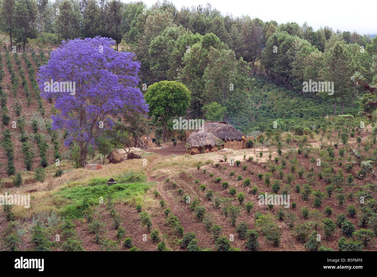 Piantagione di caffè con la fioritura Jacaranda mimosifolia albero in Karatu Tanzania Foto Stock