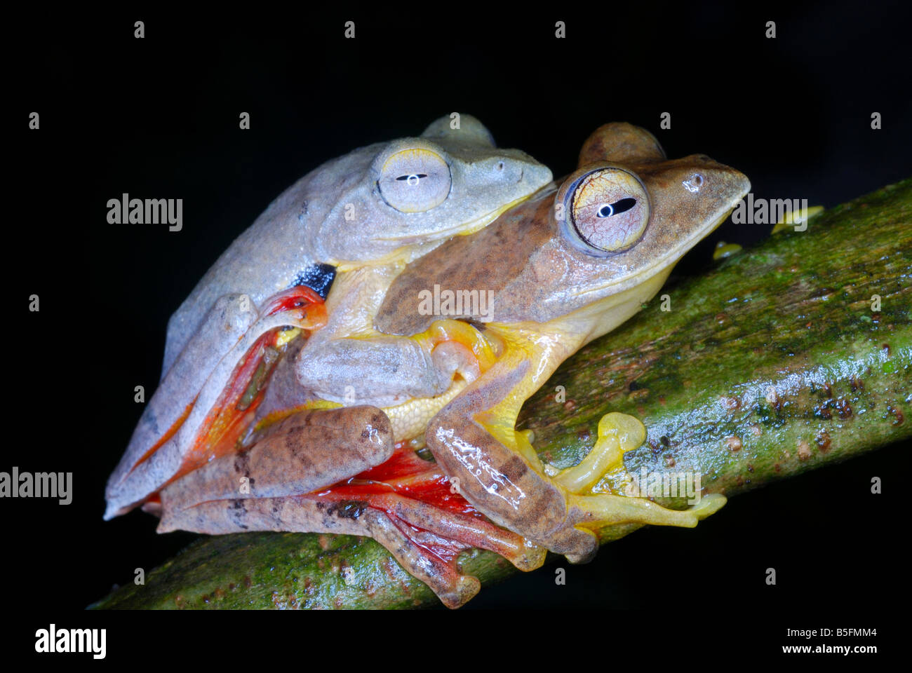 Rhacophorus cf rhodogaster - accoppiamento. Una specie di rana deltaplano. Arunachal Pradesh. India. Foto Stock