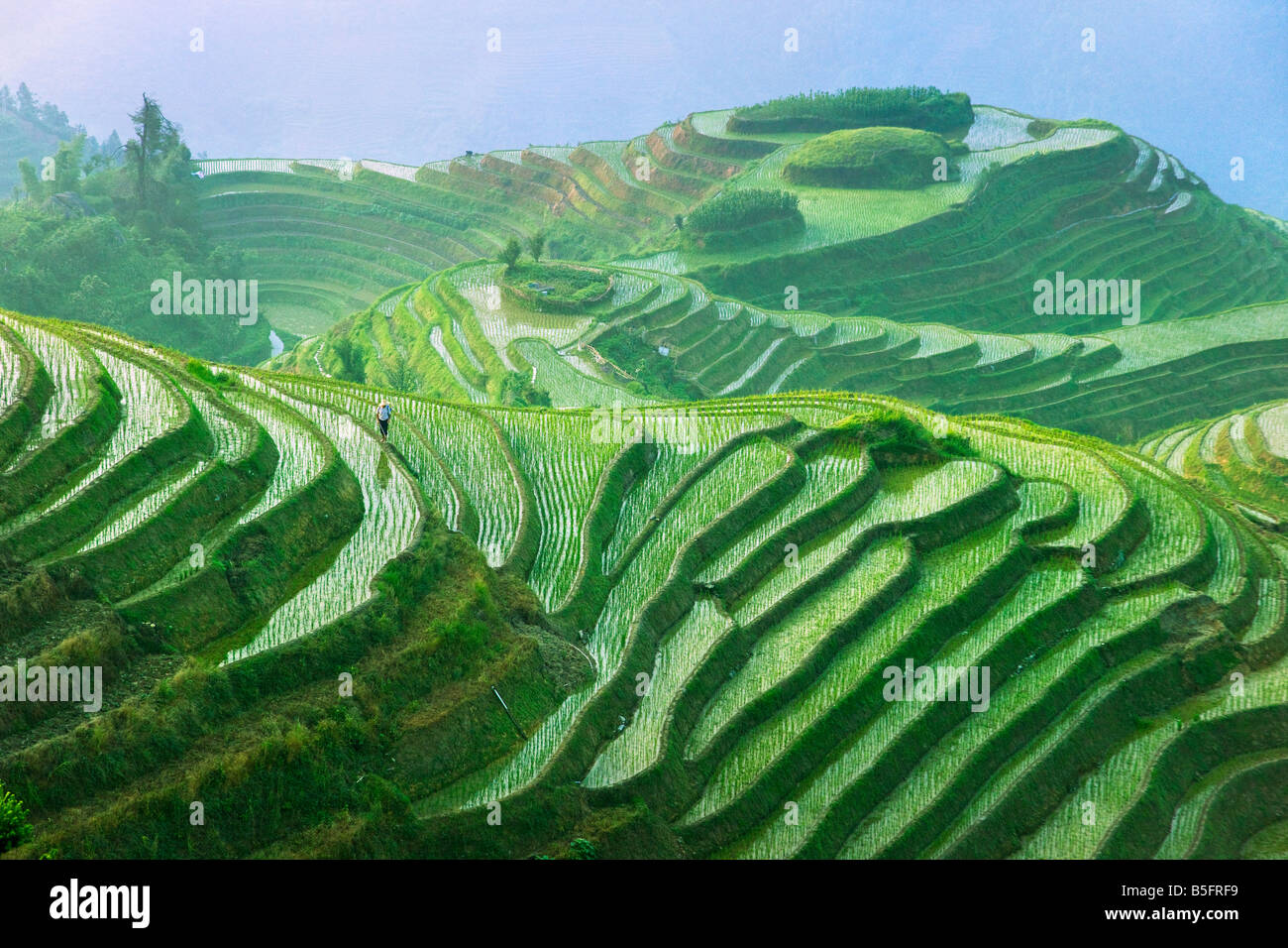 Paesaggio di terrazze di riso Longsheng Guangxi Cina Foto Stock