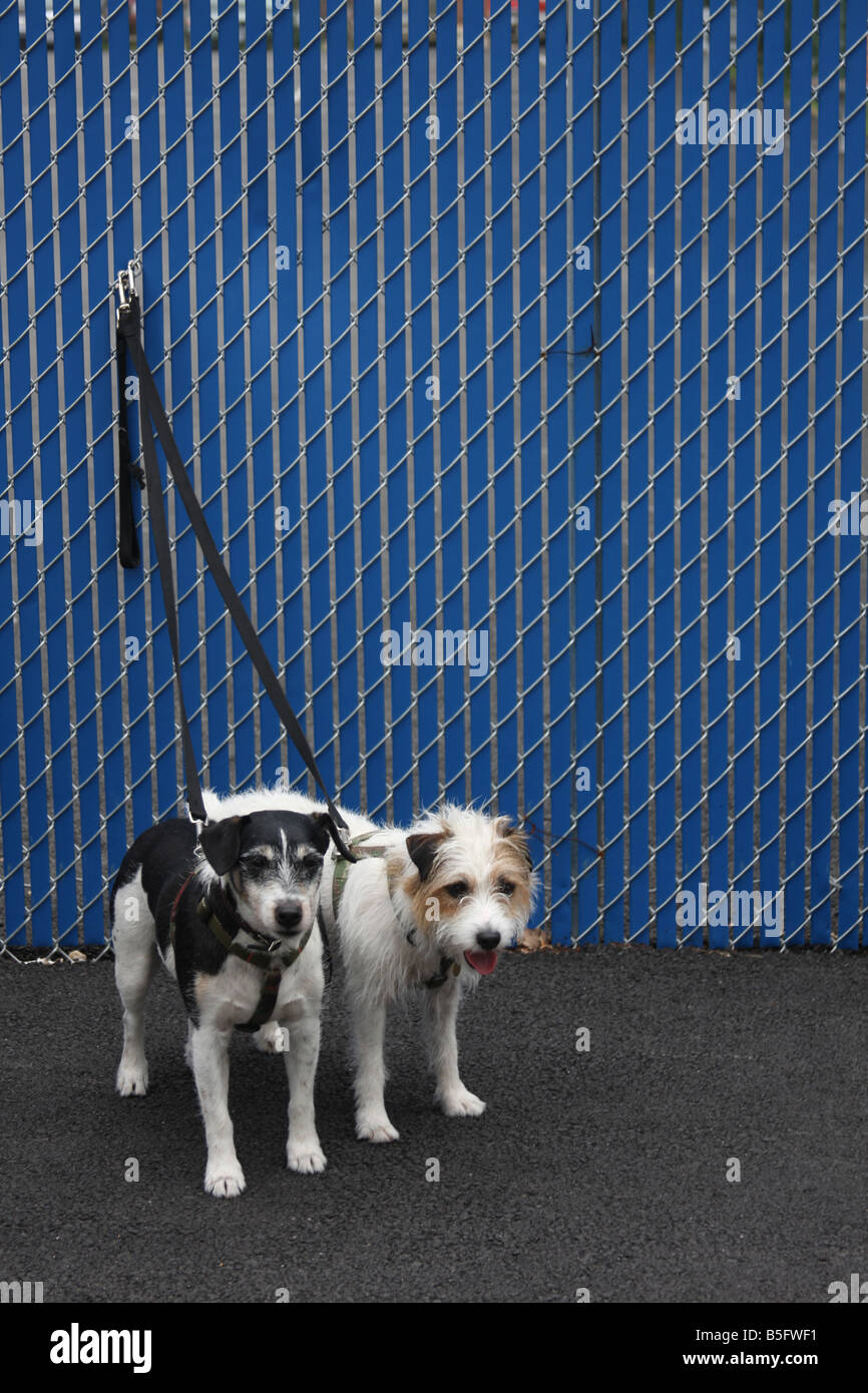 Due cani legato ad un recinto di blu al mattino in un mercato all'aperto a Washington D.C. il Capitol Hill. Foto Stock