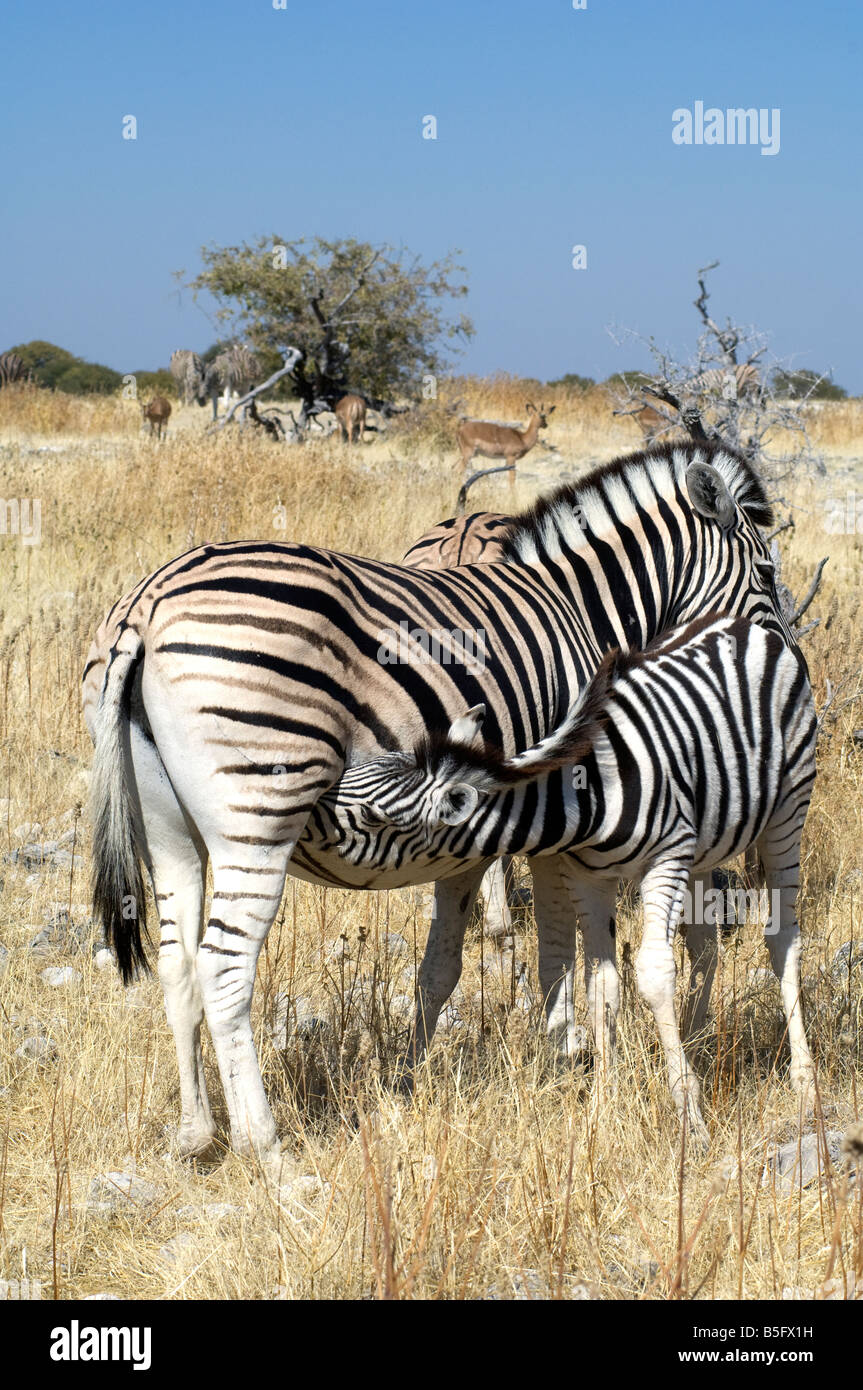 Pianure o Burchell's Zebra puledro in allattamento, il Parco Nazionale di Etosha, Namibia Foto Stock