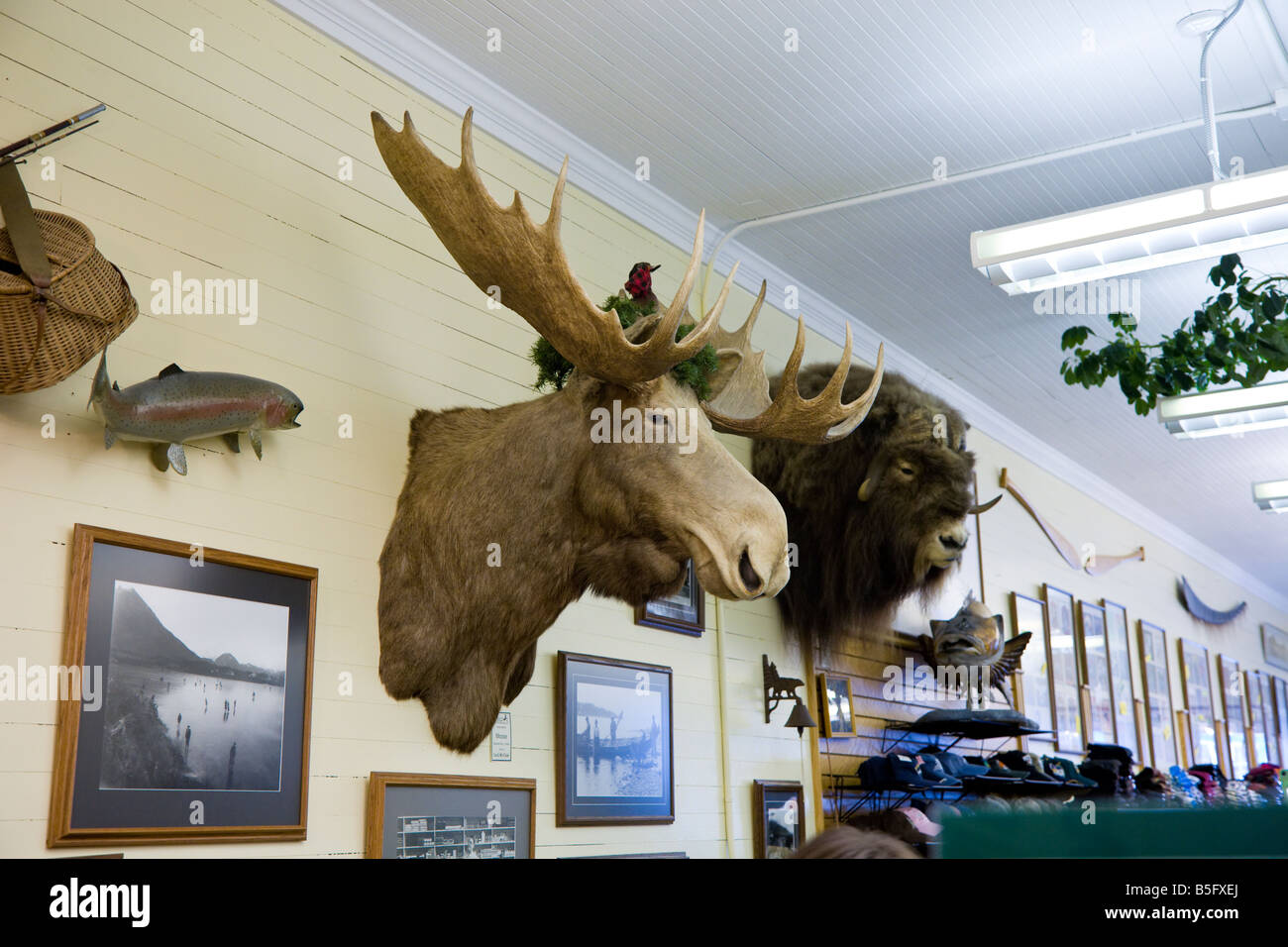 Teste di animali montato sulla parete in tourist souvenir shop in Sitka, Alaska Foto Stock