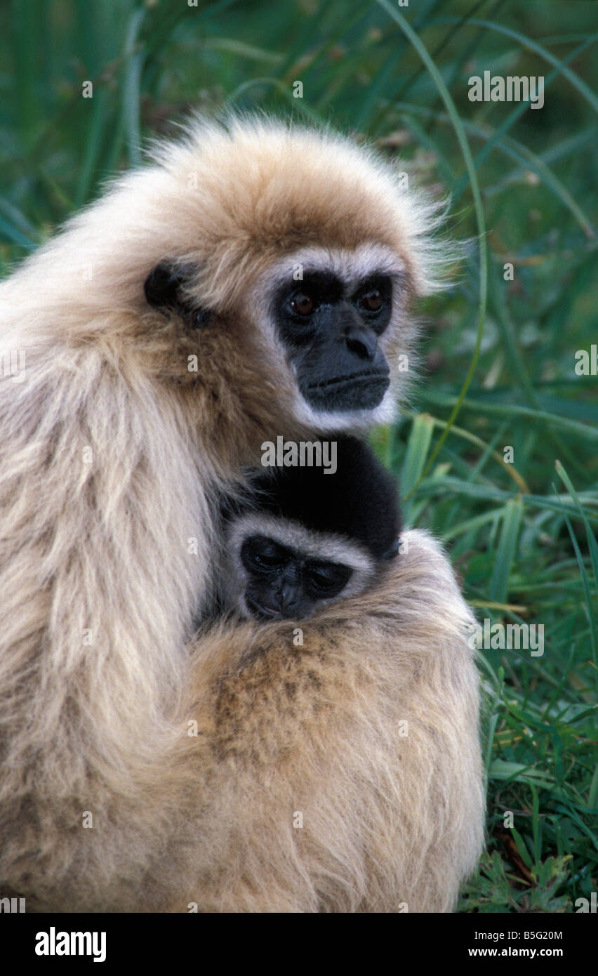 Gibbone bianco Gibbon consegnato con i capretti Mano Bianca Gibbons Lar gibbone Hylobates lar monogami sud est asiatico foresta p malese Foto Stock