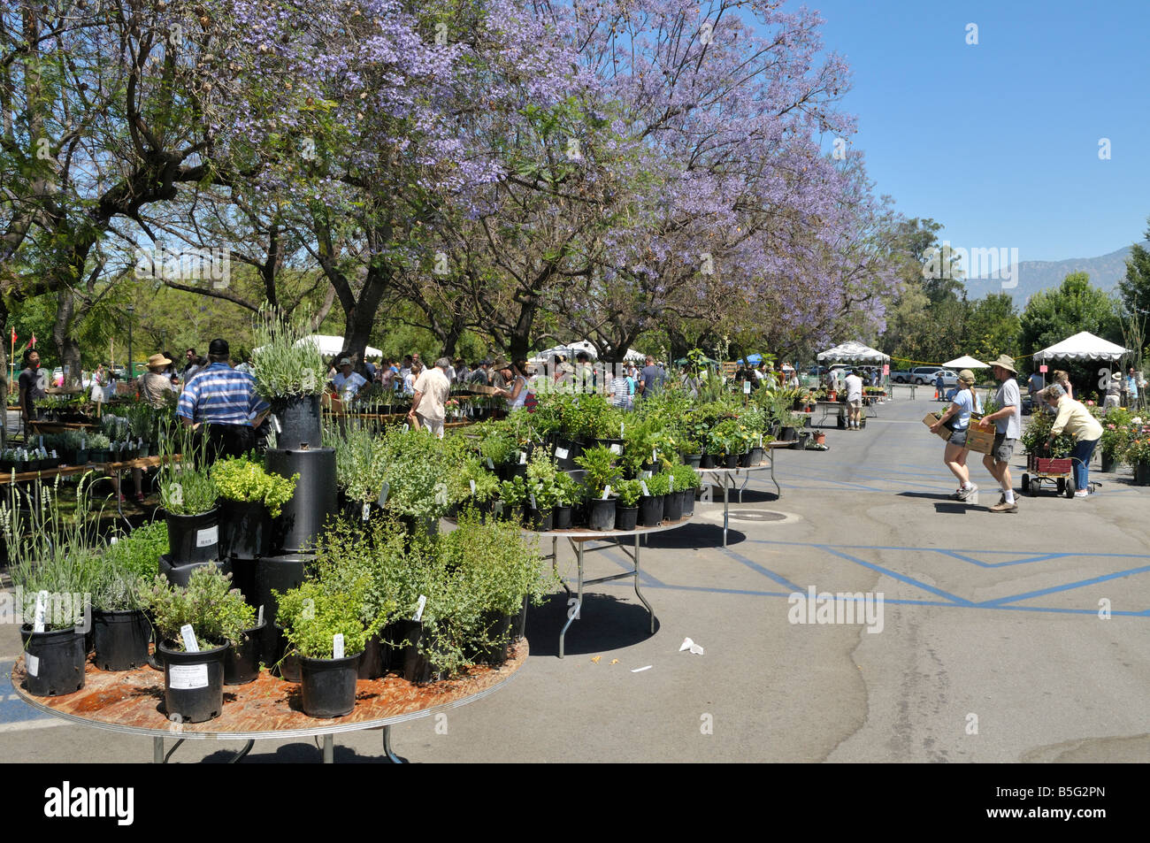 Biblioteca di Huntington impianto Vendita Foto Stock