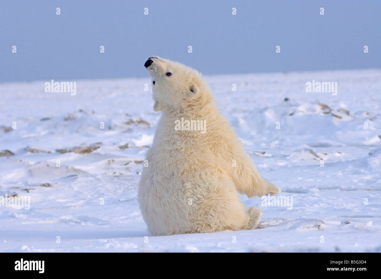 Orso polare Ursus maritimus cub giocando sulla confezione appena formata ice off l'Arctic National Wildlife Refuge Alaska Foto Stock