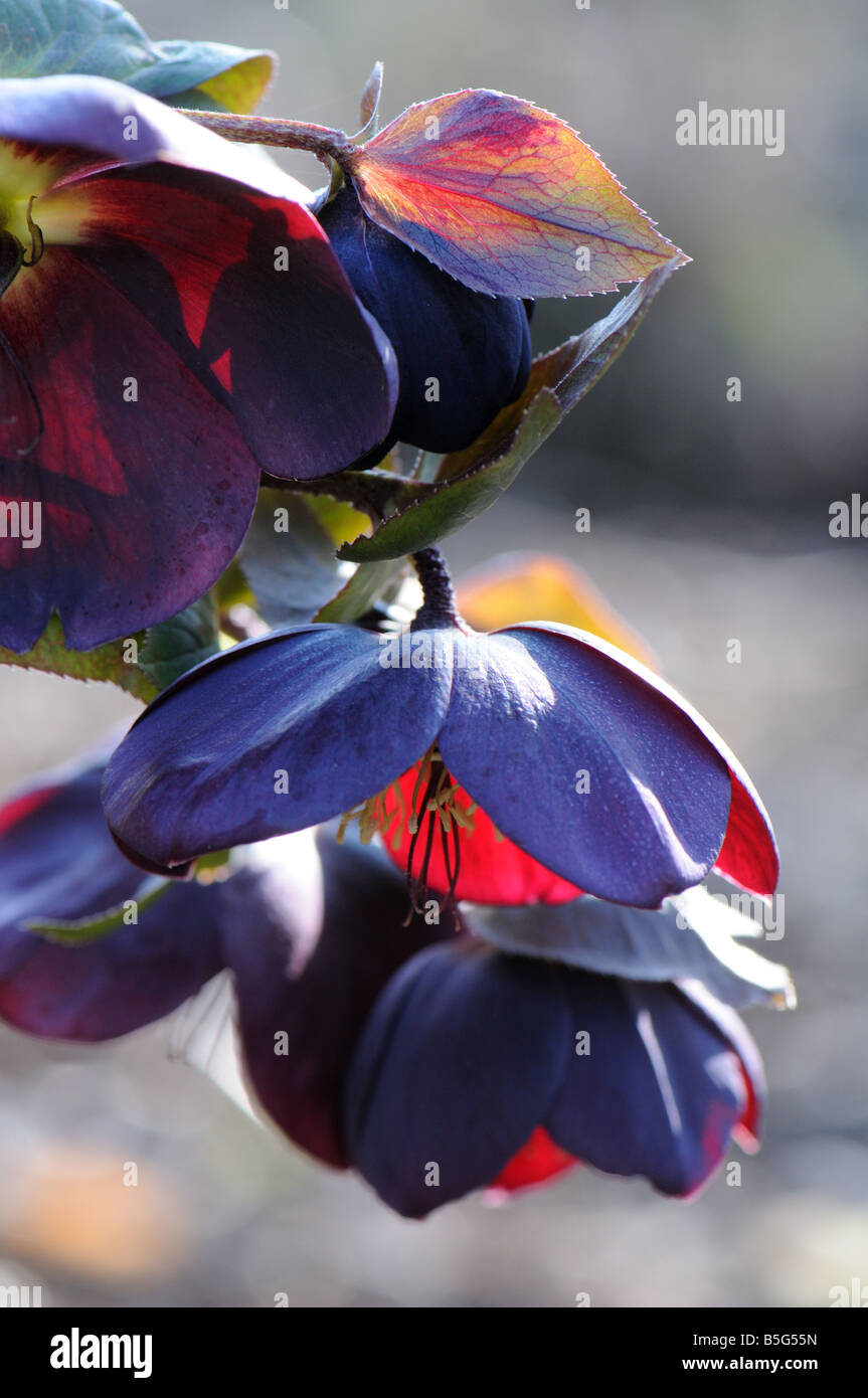 Close up di un viola scuro l'Elleboro Foto Stock