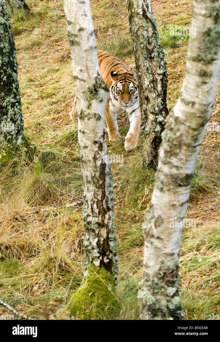 (Amur Siberian) Tiger (panthera tigris altaica) avvicinamento attraverso boschi Foto Stock