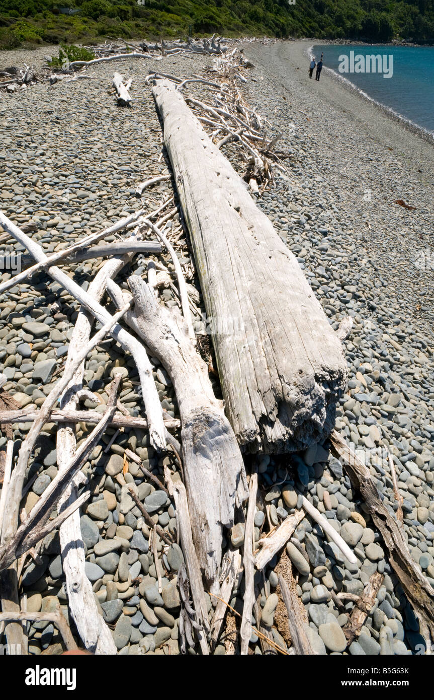 Driftwood su una spiaggia di ciottoli, Kapiti Island, Nuova Zelanda Foto Stock