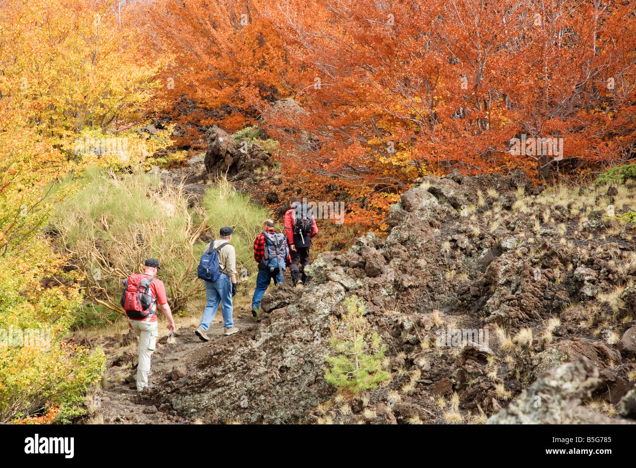 Gruppo di escursionisti sulla lava resistente da Etna immettendo un patch di bosco con i colori autunnali Foto Stock