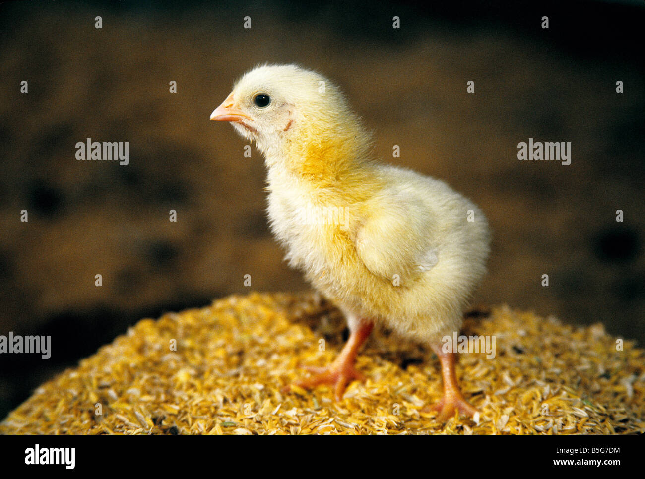 Pulcino di bambino " 24 ore.' vecchio. Foto Stock