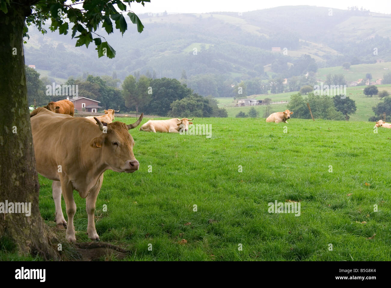 Bovini su terreni agricoli rurale vicino alla città di Solares Cantabria Spagna Foto Stock