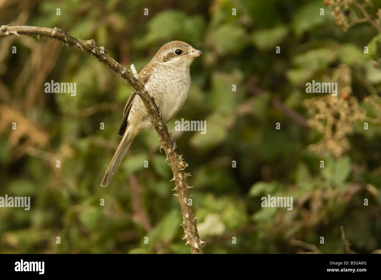 I capretti Red-backed Shrike (Lanius collurio) appollaiato su un rovo, St Marys, isole Scilly, England, Regno Unito Foto Stock