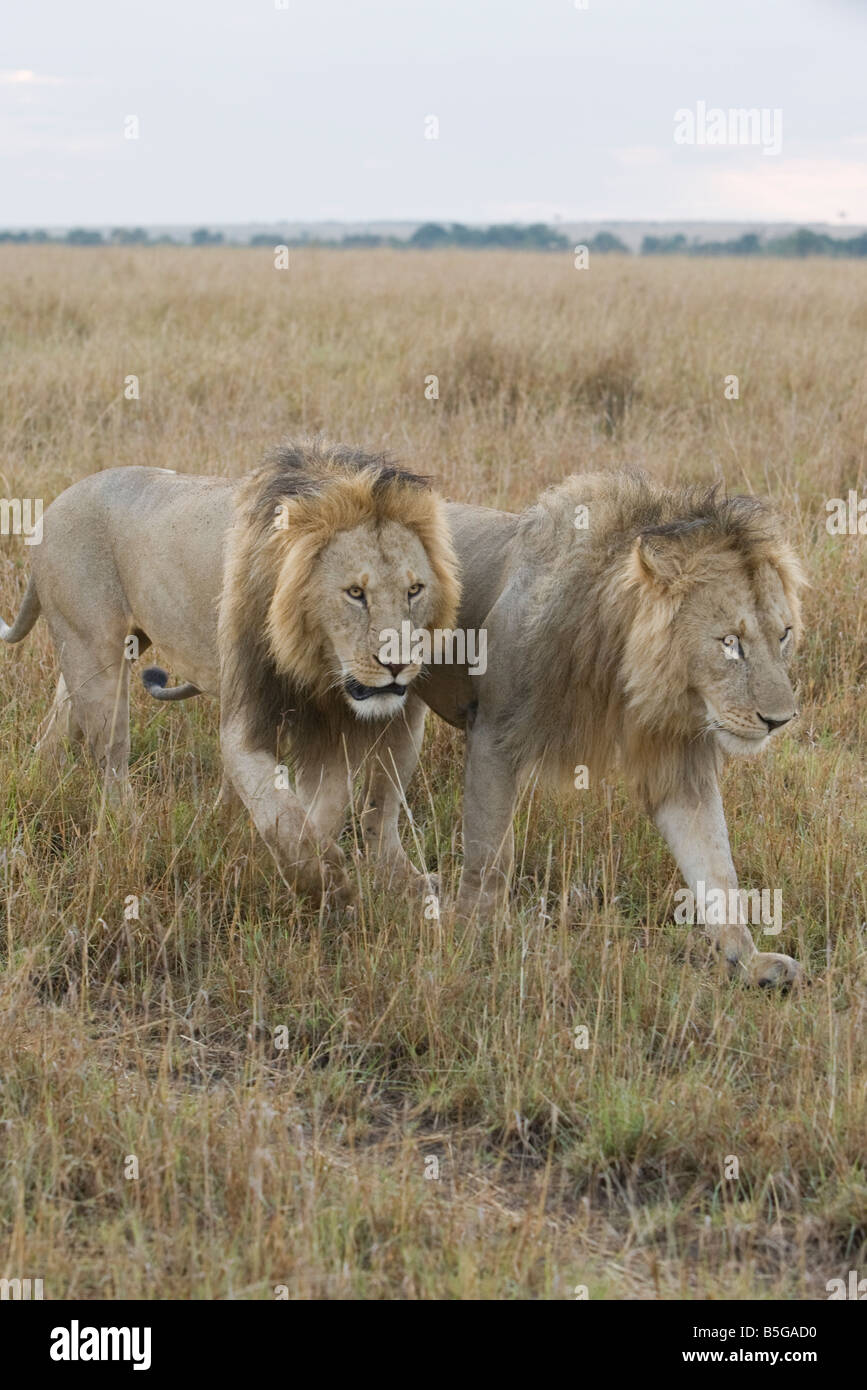 Due grandi leoni maschio su Masai Mara Kenya Foto Stock