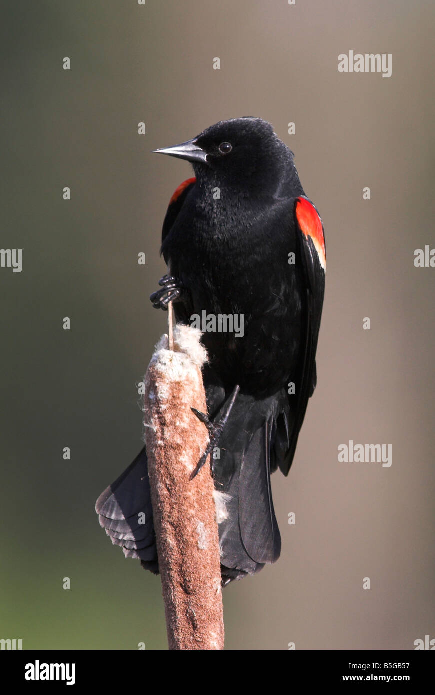 Rosso-winged Blackbird Agelaius phoeniceus maschio su tifa a Buttertubs Marsh Nanaimo Isola di Vancouver BC nel Maggio Foto Stock