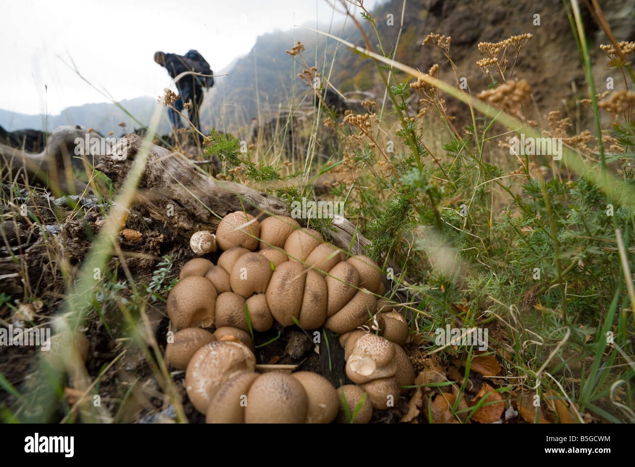 Earthball funghi (cleroderma citrinum) in Valle del Bove, vulcano Etna e un escursionista in background Foto Stock