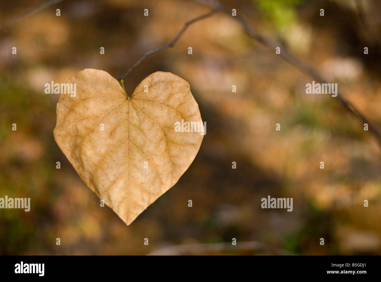 L'ultimo residuo a forma di cuore sulla foglia di un ramo in autunno Foto Stock