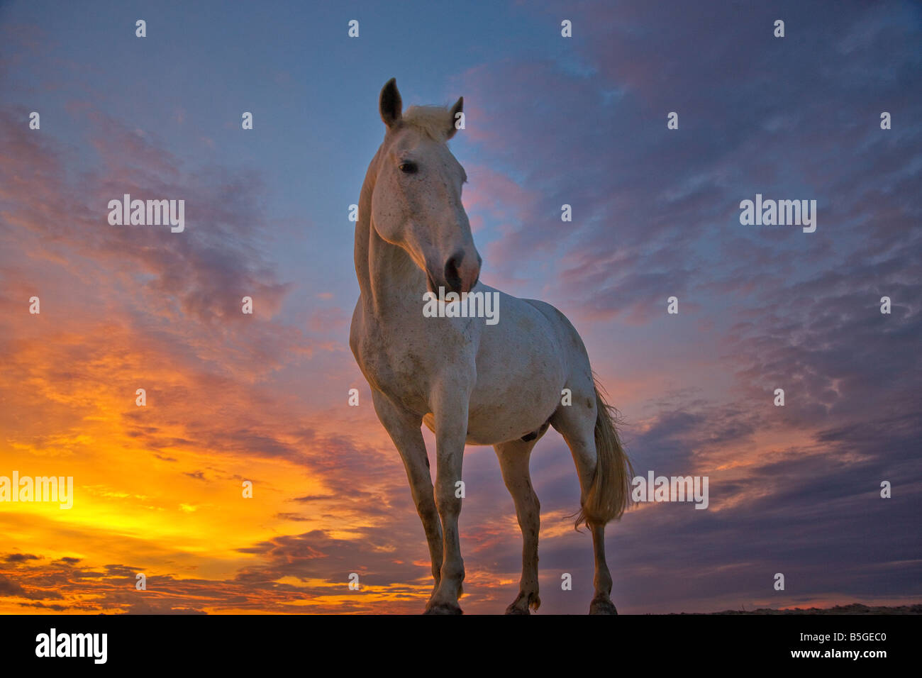 Cavalli Camargue al tramonto Francia Foto Stock