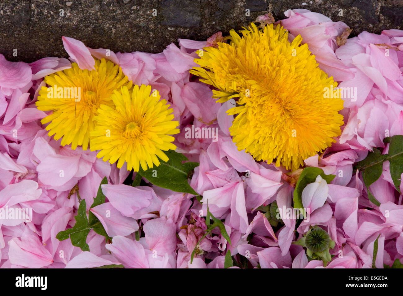 Il tarassaco Taraxacum officinale cresce su strada quasi coperto con caduti petali di ciliegio Wimborne Foto Stock