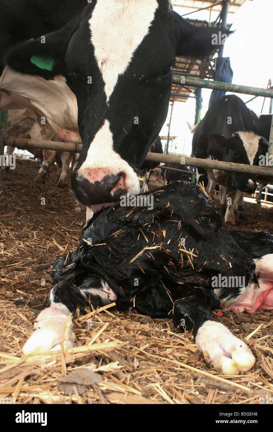 Una mucca leccare la sua nuova nata vitello Foto Stock