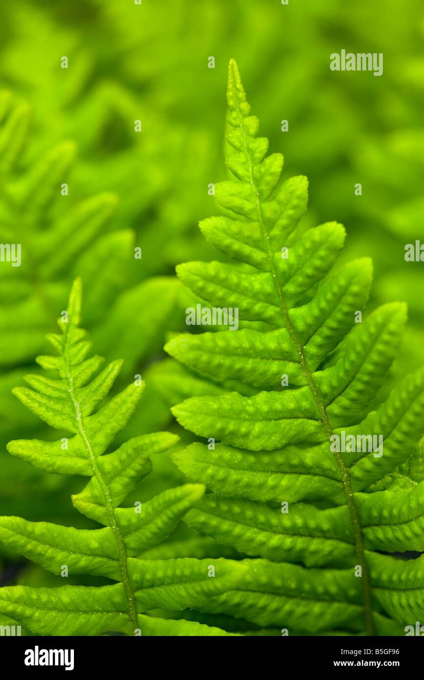 Felci, verde foresta floor, costiere di felci, U.S., piante, Washington, WA, Pacific Northwest Foto Stock
