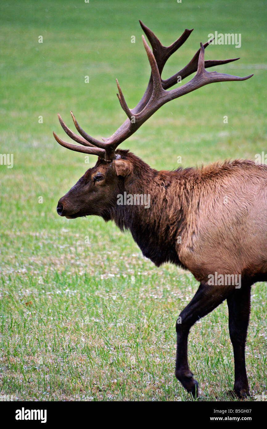 Bull Elk maschio in Great Smoky Mountain National Park Foto Stock