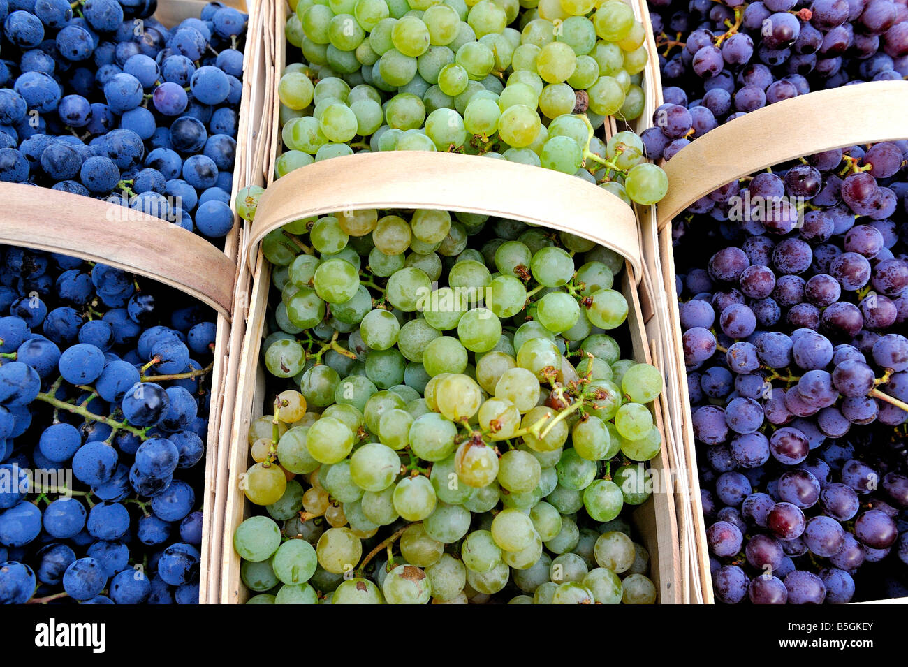 Le uve per la vendita a New York City green market. Foto Stock
