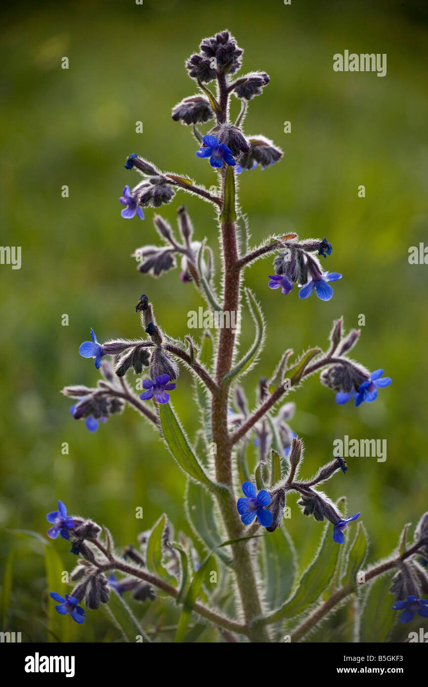 Un bugloss o Estate non ti scordar di me Anchusa azurea un italica Creta Foto Stock